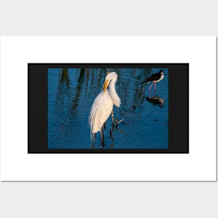 Great Egret Tending To Its Feathers Posters and Art